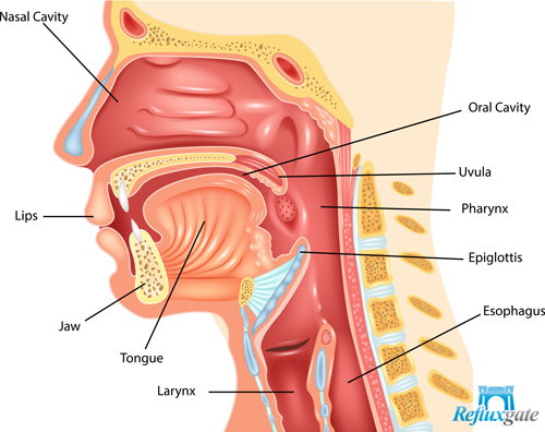 larynx is close to the esophagus