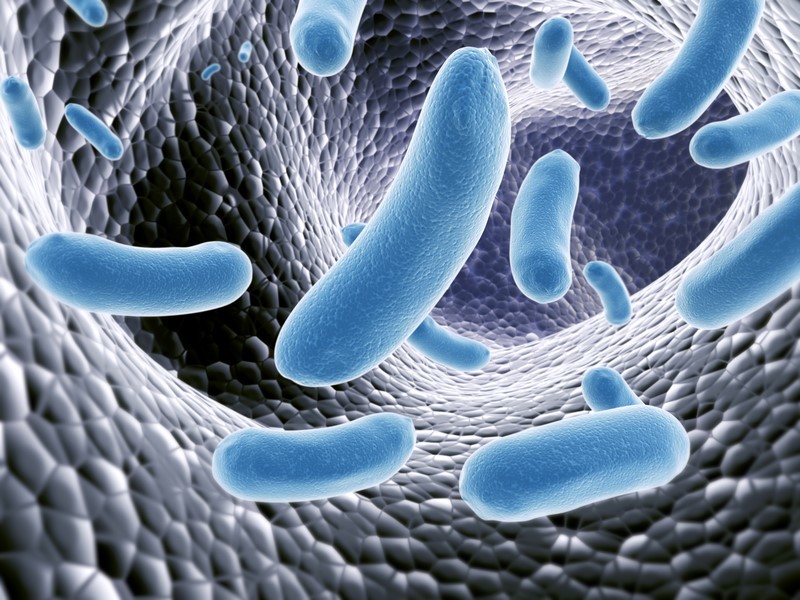 bacteria in the intestines